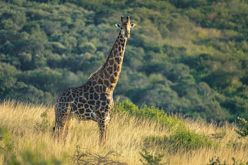 Giraffe Wildlife Photography